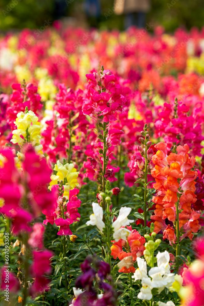 Beautiful blooming sea of snapdragon flowers of various colors in the garden
