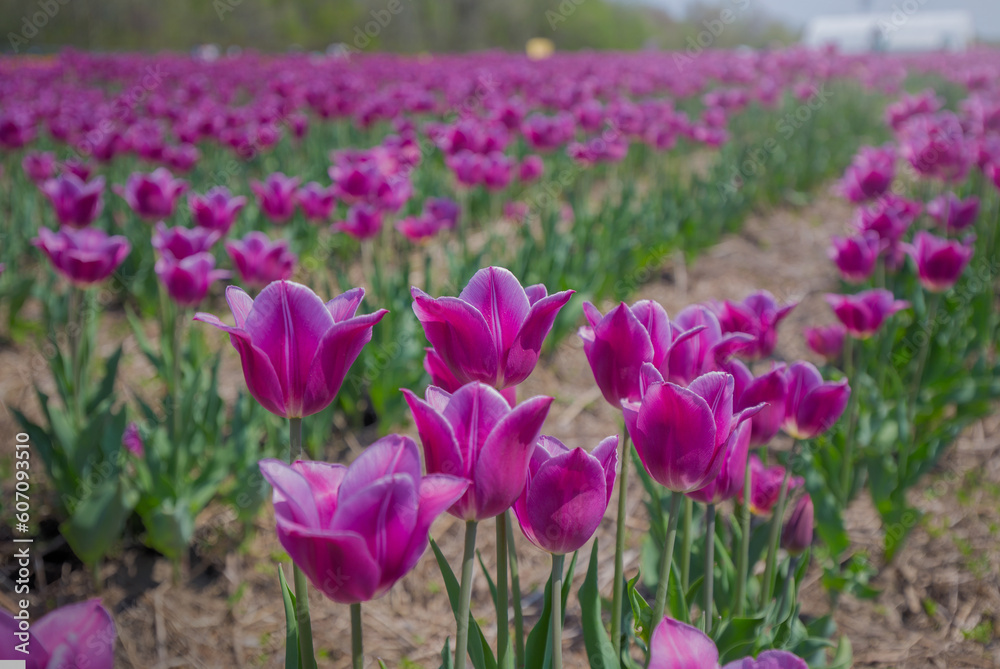 COlors of Spring - Tulip Farm Laval