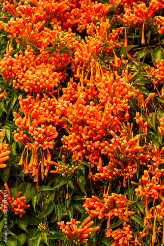 Beautiful blooming firecracker flowers in the garden photo