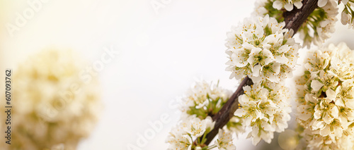 branches of blossoming cherry © petrrgoskov