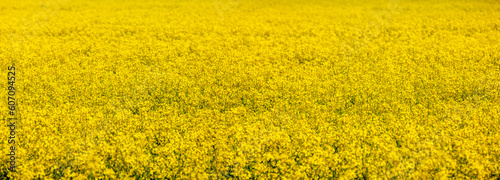 Panaoramaaufnahme eines Rapsfeldes Nahaufnahme