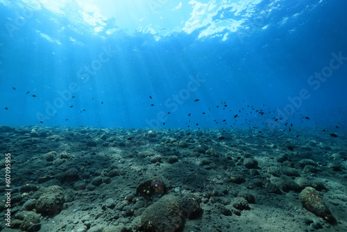 seascape panorama underwater flock of fish in the water