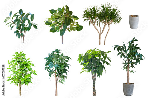 観葉植物の切抜き集（背景透過）