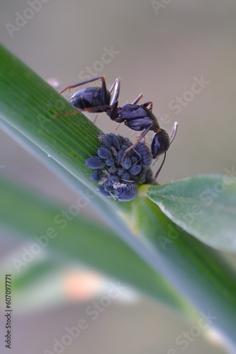 ant collects honeydew from aphids