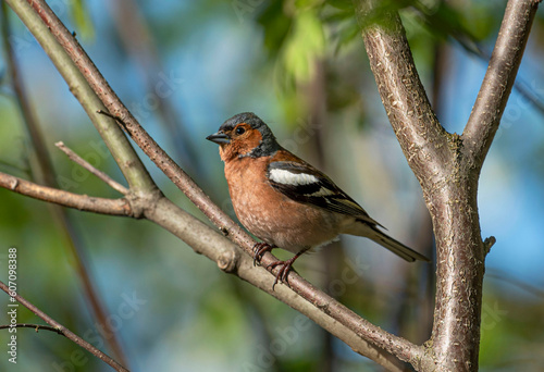 The male chaffinch sits on a branch among green foliage.