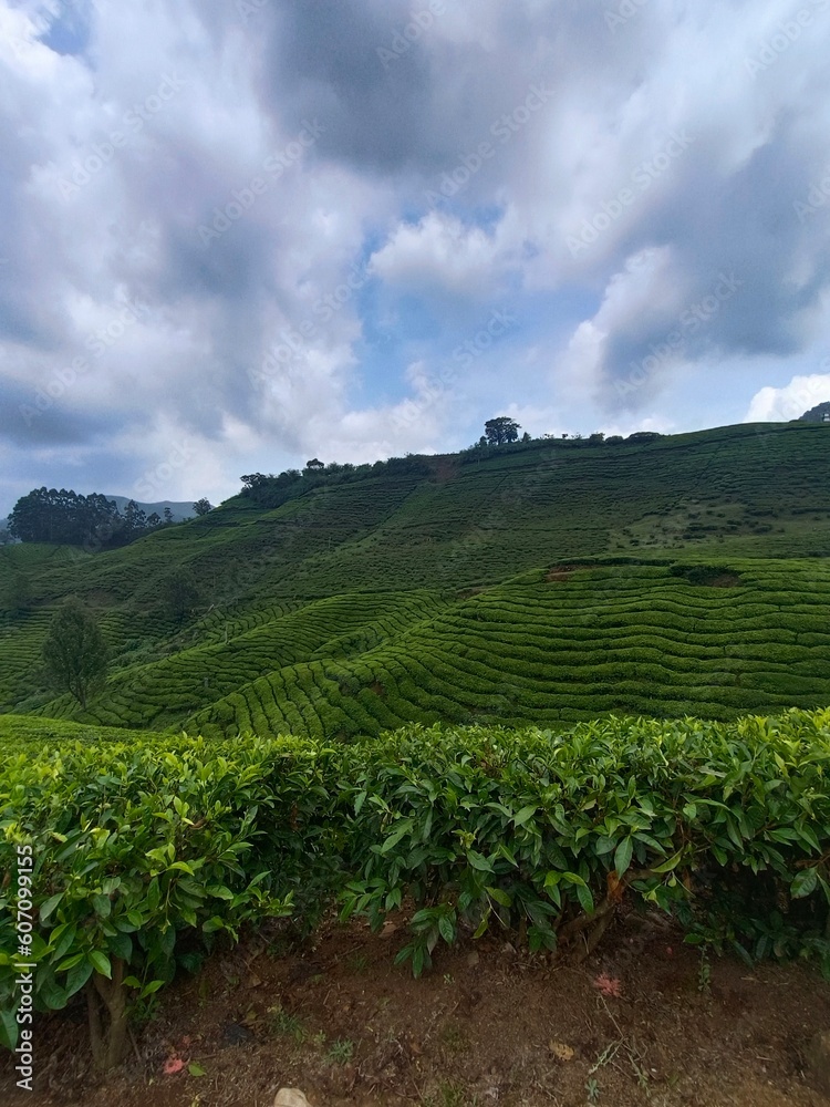 vineyard vineyard