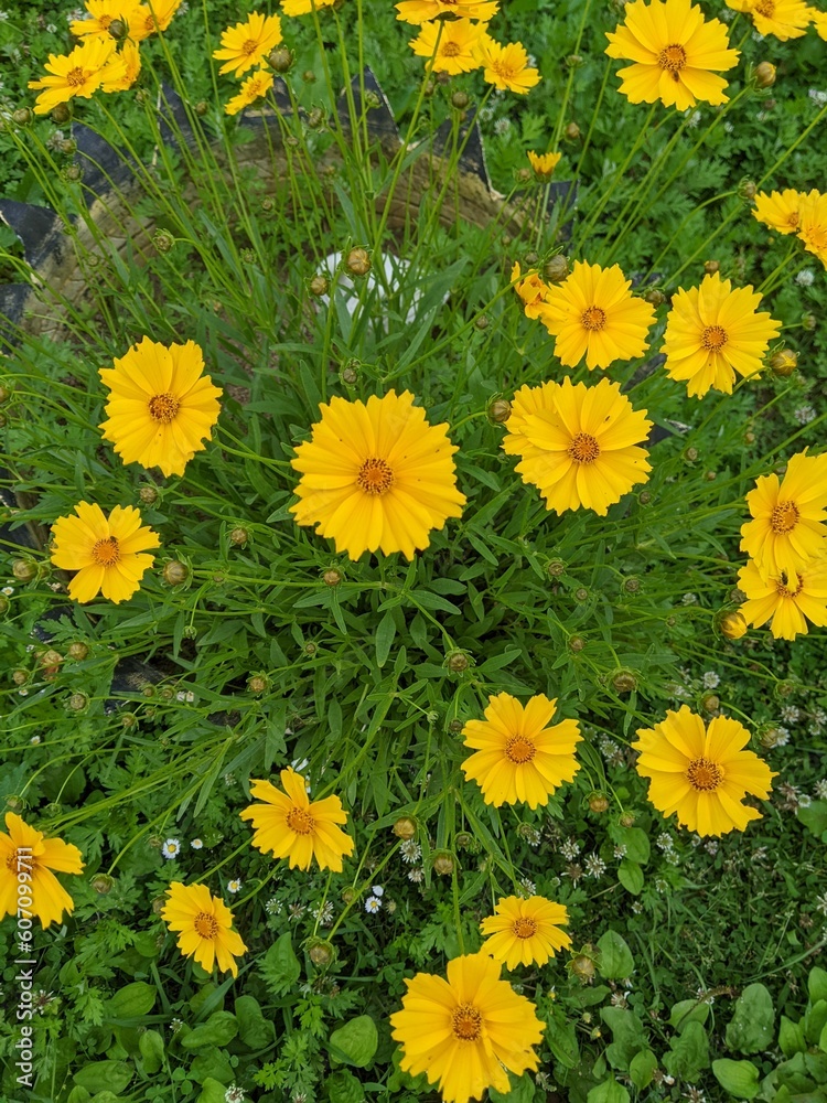 yellow flowers background yellow flowers background
