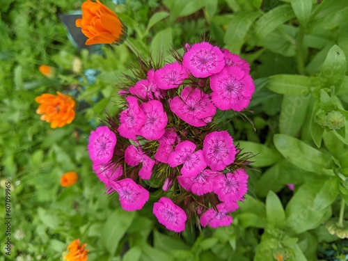 flowers in the garden