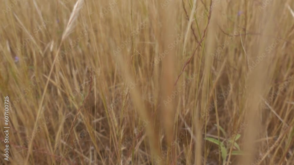 Slowly passing through withered hay straw tall grass. Summer nature slow motion. Slowly passing through withered hay straw tall grass. Summer nature slow motion.