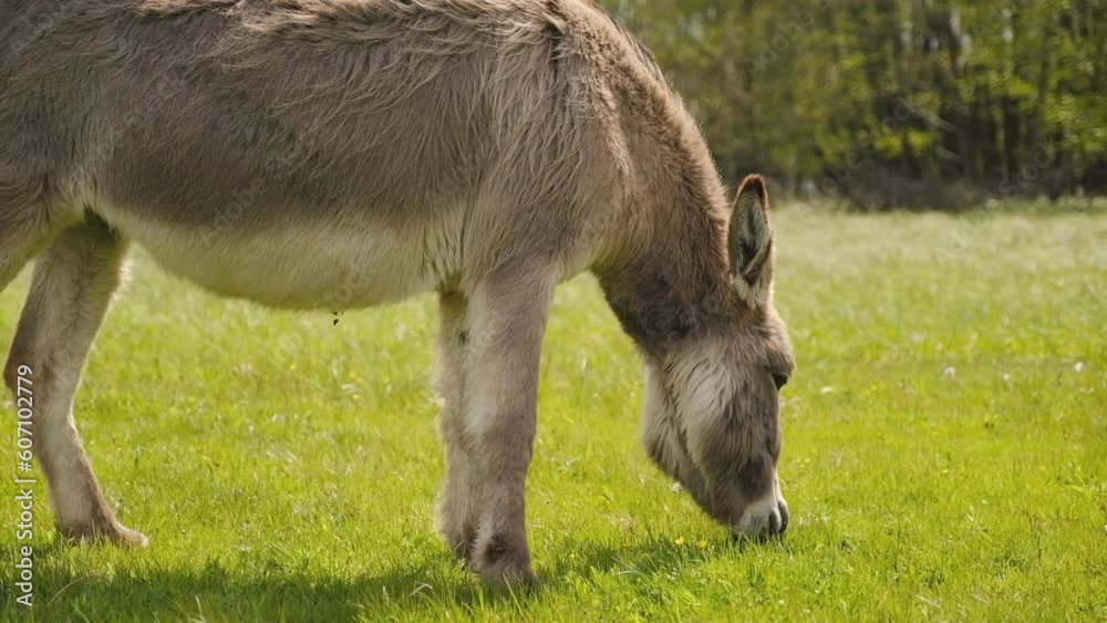 Donkeys graze in the spring meadow near the farm. Donkeys graze in the spring meadow near the farm.