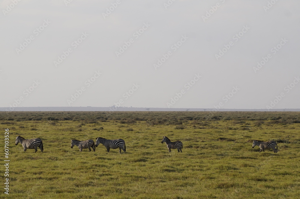 Fototapeta premium Parque Nacional Amboseli kilimanjaro África