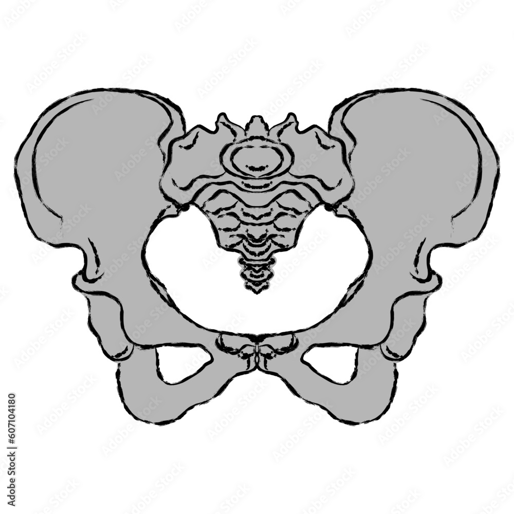 Female pelvic bone. Element for design
Female pelvic bone. Element for design
