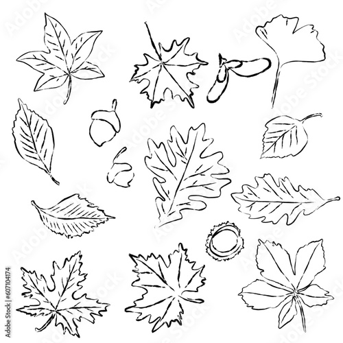 Black contours of leaves. Elements for design