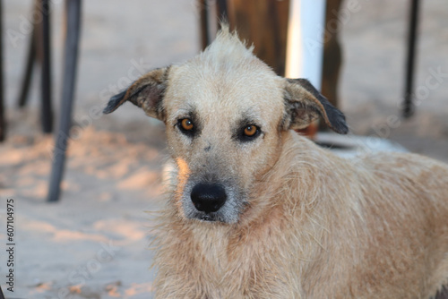 close-up of a beautiful puppy looking at you relaxing in the sand