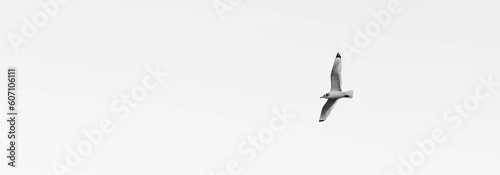 Flight of Black-legged Kittiwake