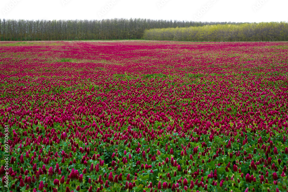 Landscape. Trifolium incarnatum, crimson clover or Italian clover. Field of flowering crimson clovers (Trifolium incarnatum) in spring rural landscape. Landscape. Trifolium incarnatum, crimson clover or Italian clover. Field of flowering crimson clovers (Trifolium incarnatum) in spring rural landscape.