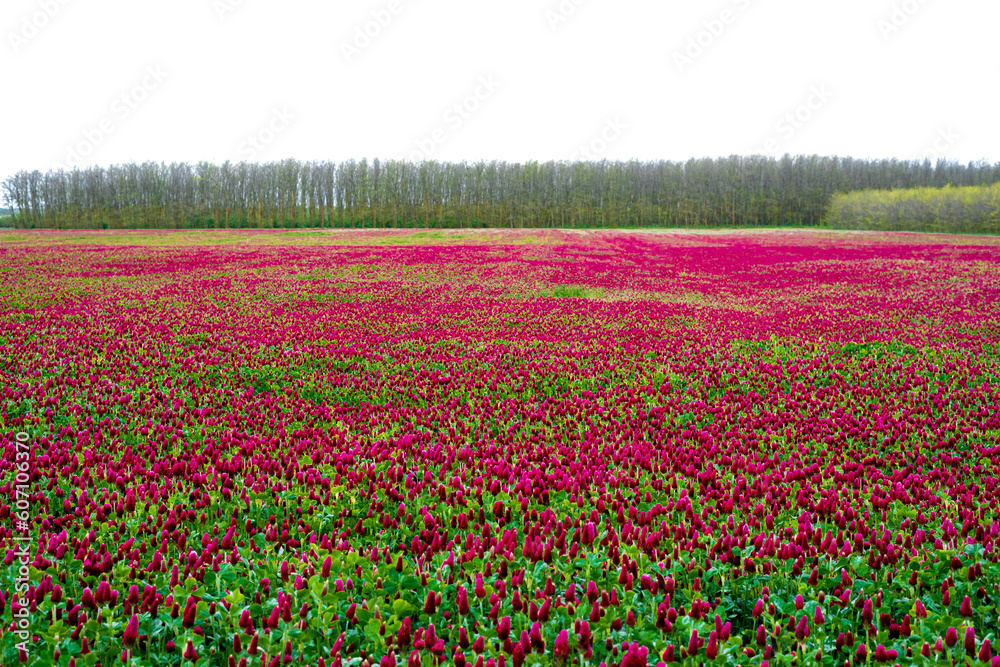 Landscape. Trifolium incarnatum, crimson clover or Italian clover. Field of flowering crimson clovers (Trifolium incarnatum) in spring rural landscape.