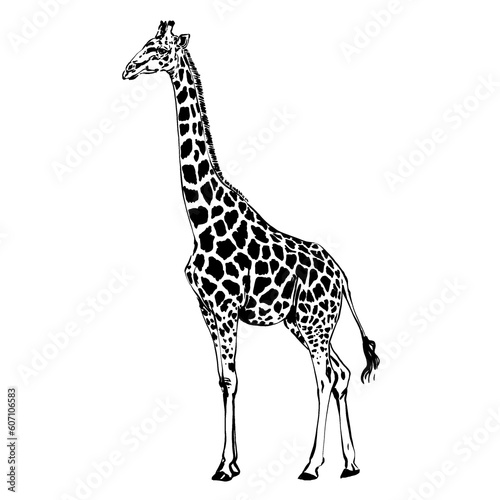 Photography Giraffe simple isolated black and white illustration