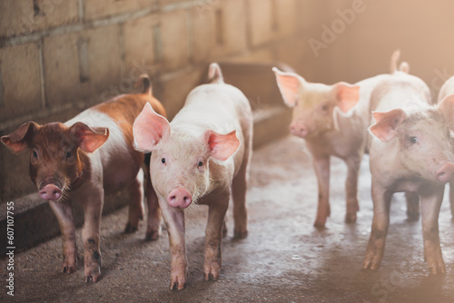 pig farming industry fattening pigs for consumption of meat , Pork is the food of the world's population.