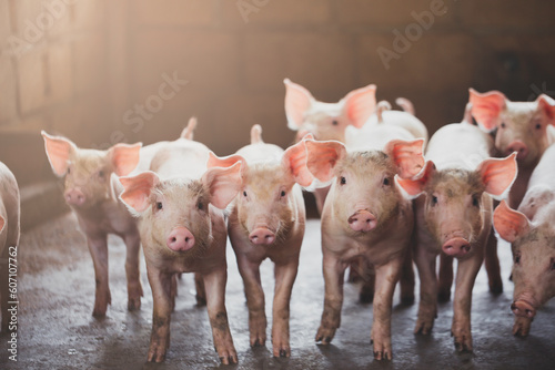 pig farming industry fattening pigs for consumption of meat , Pork is the food of the world's population.