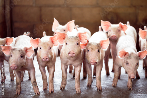 pig farming industry fattening pigs for consumption of meat , Pork is the food of the world's population. photo