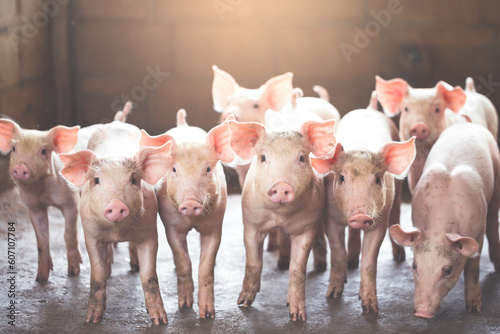 pig farming industry fattening pigs for consumption of meat , Pork is the food of the world's population.
