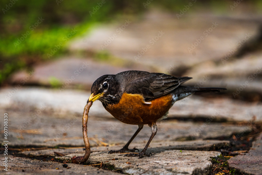Fototapeta premium American robin eating worm