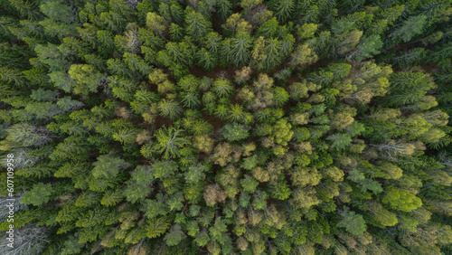 Aerial top view of summer green trees in forest drone photography, aerial top down view of a green forest, drone view, natural green background