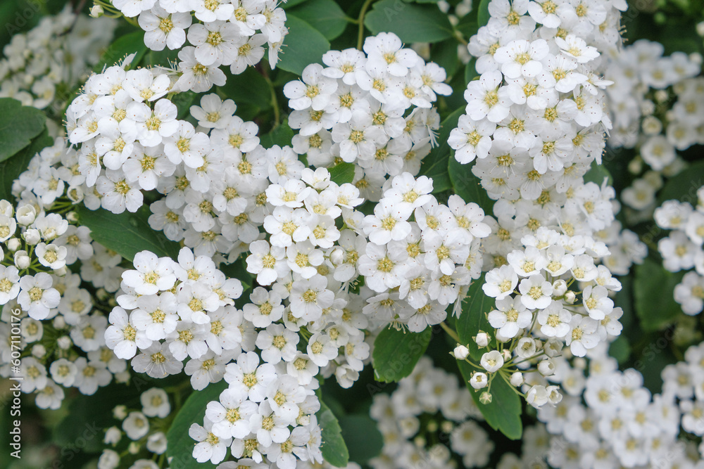 Flowering trees in the spring. Selective focus. spring background Flowering trees in the spring. Selective focus. spring background