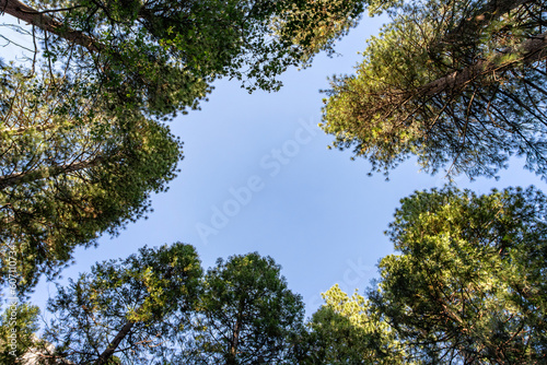 Giant Sequoia trees Canopy in Yosemite National Park in California  USA