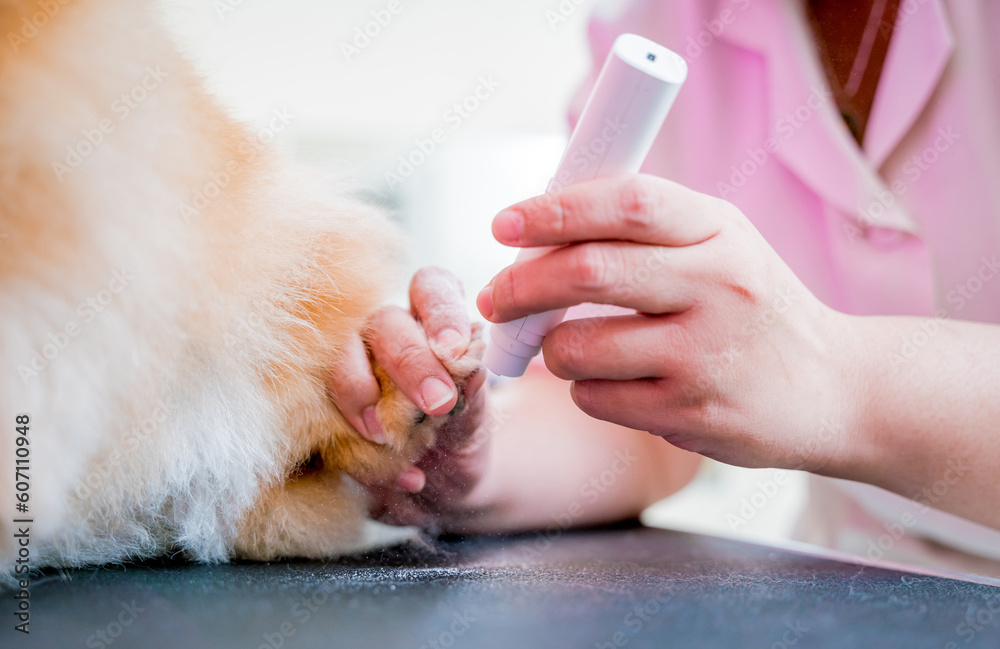 Groomer polishing claws a Pomeranian dog at grooming salon - obrazy, fototapety, plakaty 