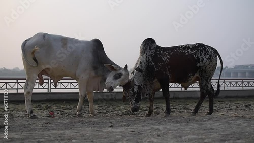 сow sacred animal in vrindavan in india, place of pilgrimage, holy place photo