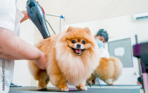 Groomer blow dry a Pomeranian dog after washing in at grooming salon