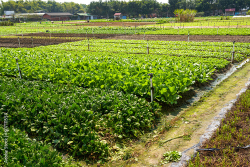 Vegetables grown in patches on an outdoor farm