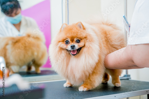 Groomer with protective face masks cutting Pomeranian dog at grooming salon.