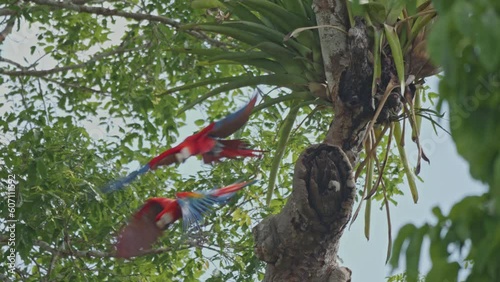 Scarlet macaws taking off