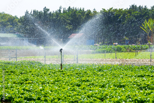 Automated sprinkler irrigation system and sprinkler heads in farm field outdoors