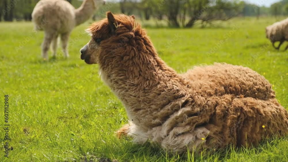 Alpacas graze in the spring meadow high in the mountains. Alpacas graze in the spring meadow high in the mountains.
