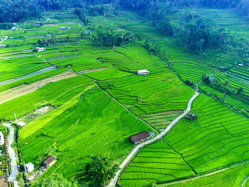 Aerial view of green terraced rice fields in Sepakung, Semarang, Indonesia. photo