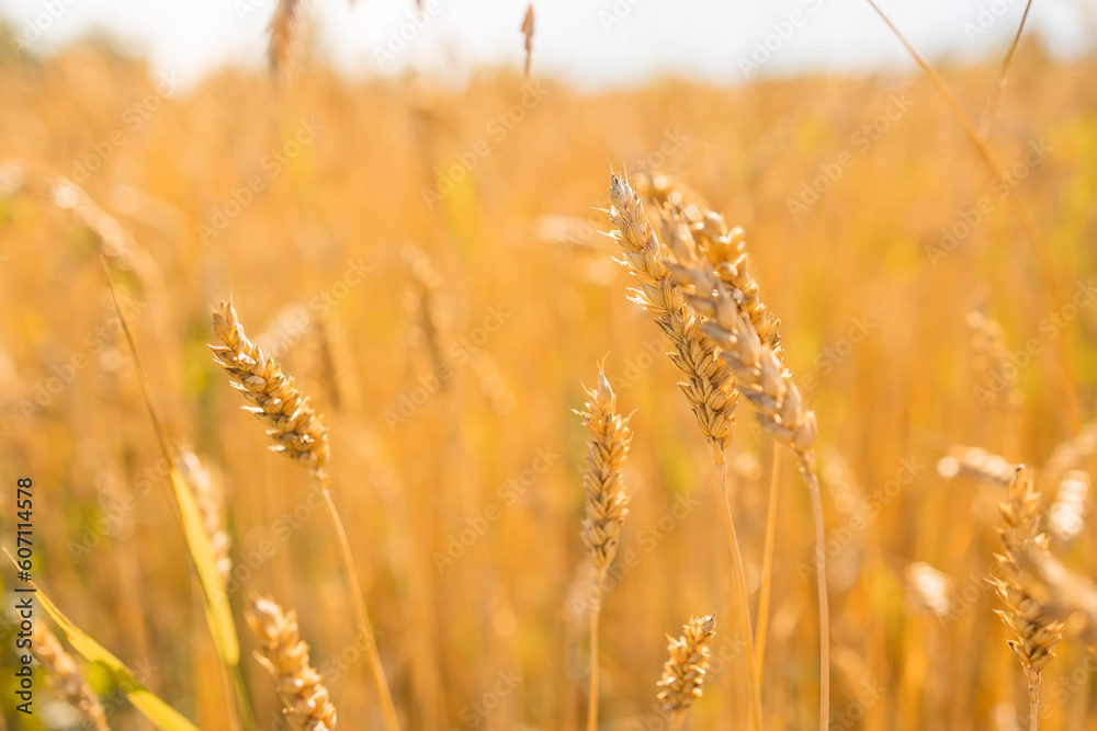 Background of ripening ears of wheat field. Rich harvest Concept. Label art design Background of ripening ears of wheat field. Rich harvest Concept. Label art design
