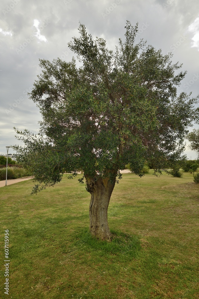 árbol de olivo en un parque de Marbella 