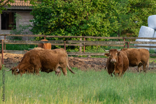 czerwone krowy na pastwisku, rolnictwo 