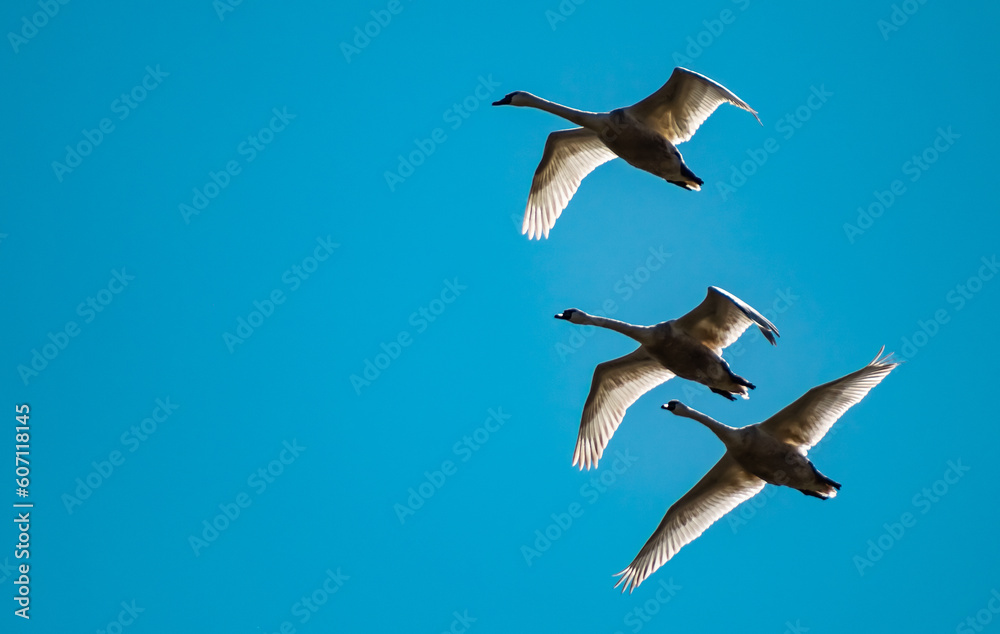 Obraz premium Flying swans