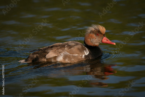 The common pochard duck (Aythya ferina). Gelderland in the Netherlands. 
