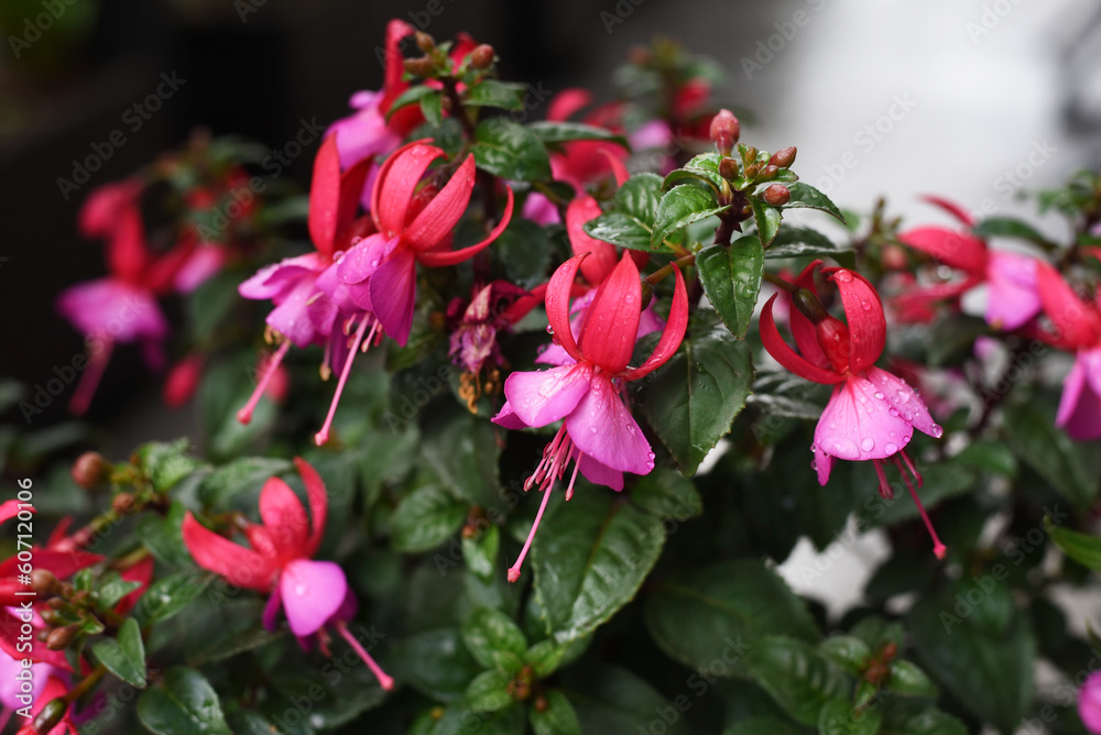 Spring. Beautiful pink hanging flowers. Spring. Beautiful pink hanging flowers.