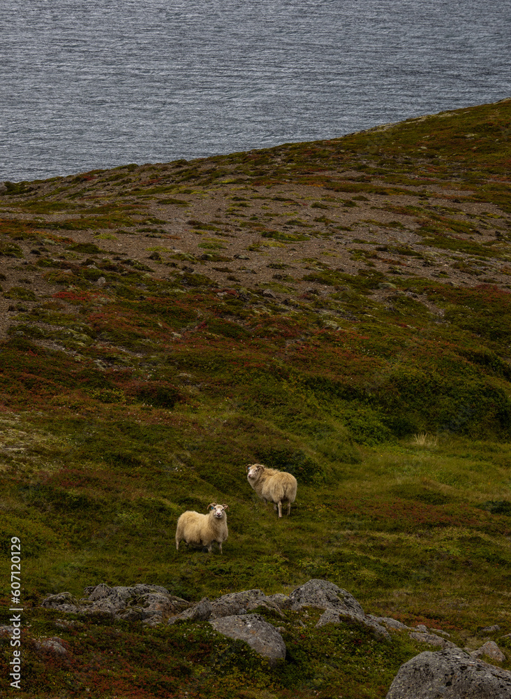 Obraz premium Quien necessita más que unas ovejas y el mar