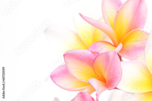 Many frangipani flowers are beautiful on a white background. with copy space