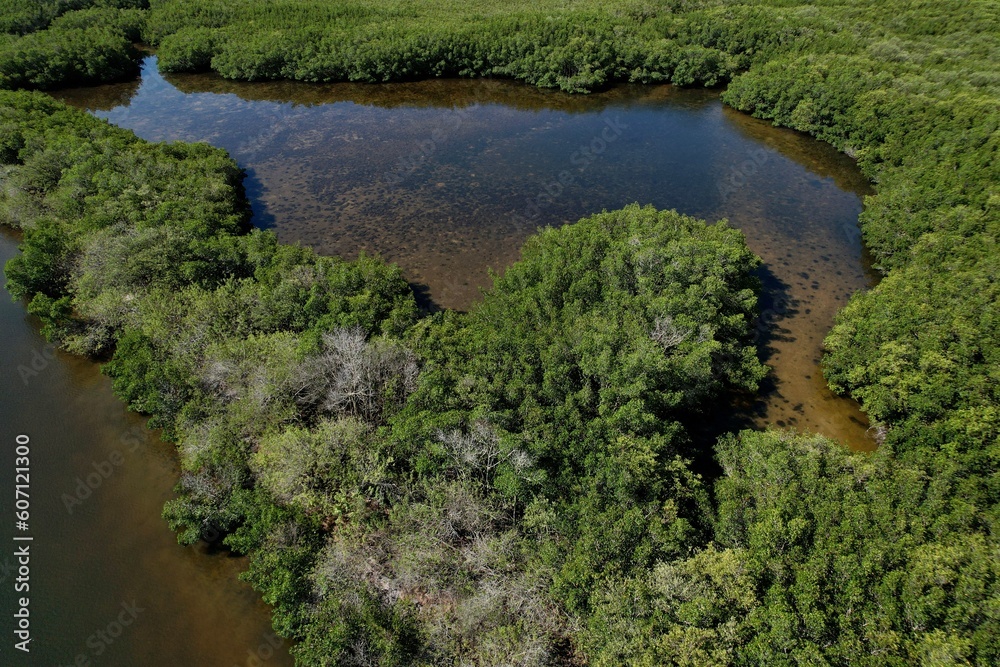 A drone photography of the green mangroves on the shoreline Tampa Bay, Florida. Environmental photos from a aerial view
