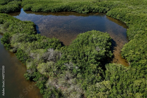 A drone photography of the green mangroves on the shoreline Tampa Bay, Florida. Environmental photos from a aerial view
