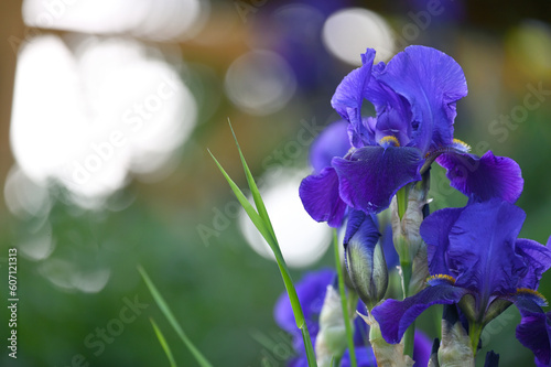 Iris Germanica or Bearded iris photo